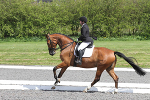 Dressage Dressage