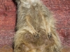 Beaverzoo-0052