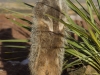 Beaverzoo-0062