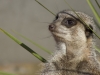 Beaverzoo-0064