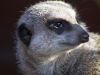 Beaverzoo-0066