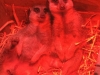 MEERKATS SUN