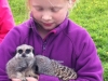 meerkat